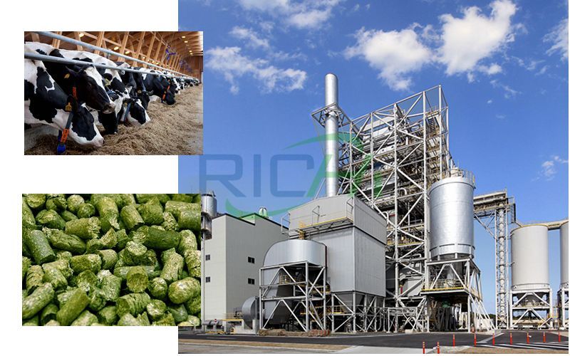 Cattle Feed Pellet Mill Production Line